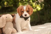 Caleb, a male Cavalier King Charles Spaniel and Miniature Bernedoodle for sale in Warsaw, IN – 4 of 9