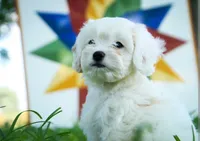 Smurf, a male Miniature Bernedoodle for sale in Warsaw, IN – 2 of 5