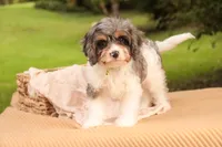 Jericho, a male Cavalier King Charles Spaniel and Miniature Bernedoodle for sale in Warsaw, IN – 5 of 8