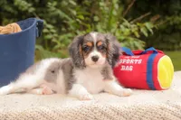 Jordan, a male Cavalier King Charles Spaniel and Miniature Bernedoodle for sale in Warsaw, IN – 2 of 10