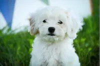 Smurf, a male Miniature Bernedoodle for sale in Warsaw, IN – 4 of 5