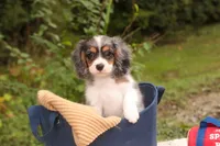 Jordan, a male Cavalier King Charles Spaniel and Miniature Bernedoodle for sale in Warsaw, IN – 9 of 10