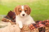 Caleb, a male Cavalier King Charles Spaniel and Miniature Bernedoodle for sale in Warsaw, IN – 6 of 9