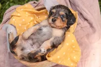 Shiloh, a male Cavalier King Charles Spaniel and Miniature Bernedoodle for sale in Warsaw, IN – 8 of 8