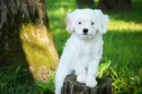 Smurf, a male Miniature Bernedoodle for sale in Warsaw, IN – 1 of 5