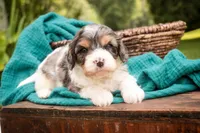 Jericho, a male Cavalier King Charles Spaniel and Miniature Bernedoodle for sale in Warsaw, IN – 5 of 7