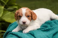 Caleb, a male Cavalier King Charles Spaniel and Miniature Bernedoodle for sale in Warsaw, IN – 6 of 7