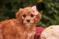 Eden, a female Cavalier King Charles Spaniel and Miniature Bernedoodle for sale in Warsaw, IN – 10 of 10