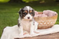 Jordan, a male Cavalier King Charles Spaniel and Miniature Bernedoodle for sale in Warsaw, IN – 5 of 7