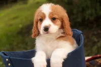 Joshua, a male Cavalier King Charles Spaniel and Miniature Bernedoodle for sale in Warsaw, IN – 10 of 10