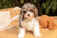 Jericho, a male Cavalier King Charles Spaniel and Miniature Bernedoodle for sale in Warsaw, IN – 7 of 8