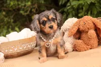 Havilah, a female Cavalier King Charles Spaniel and Miniature Bernedoodle for sale in Warsaw, IN – 2 of 10