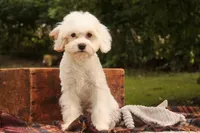Smurf, a male Cavalier King Charles Spaniel and Miniature Bernedoodle for sale in Warsaw, IN – 5 of 10