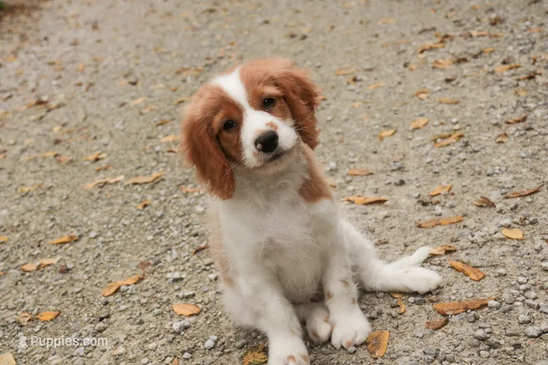 Joshua – Cavalier King Charles Spaniel, Miniature Bernedoodle puppy for sale in Warsaw, IN