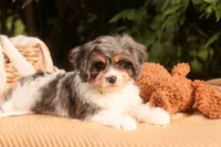 Jericho, a male Cavalier King Charles Spaniel and Miniature Bernedoodle for sale in Warsaw, IN – 3 of 8