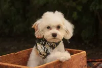 Smurf, a male Cavalier King Charles Spaniel and Miniature Bernedoodle for sale in Warsaw, IN – 8 of 10