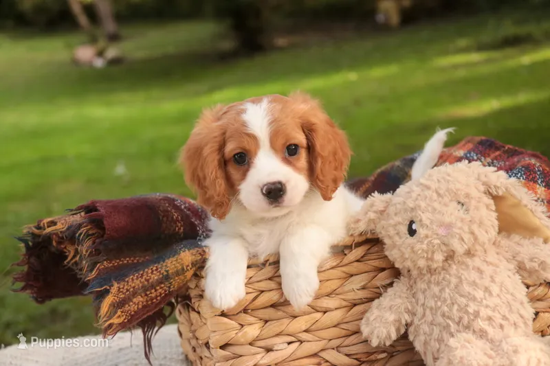 Caleb – Cavalier King Charles Spaniel, Miniature Bernedoodle puppy for sale in Warsaw, IN