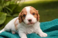 Caleb, a male Cavalier King Charles Spaniel and Miniature Bernedoodle for sale in Warsaw, IN – 7 of 7