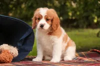 Joshua, a male Cavalier King Charles Spaniel and Miniature Bernedoodle for sale in Warsaw, IN – 5 of 10