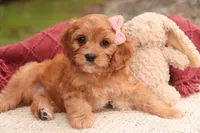 Eden, a female Cavalier King Charles Spaniel and Miniature Bernedoodle for sale in Warsaw, IN – 6 of 10
