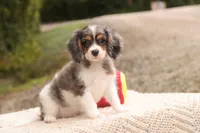 Jordan, a male Cavalier King Charles Spaniel and Miniature Bernedoodle for sale in Warsaw, IN – 4 of 10