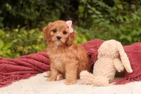 Eden, a female Cavalier King Charles Spaniel and Miniature Bernedoodle for sale in Warsaw, IN – 7 of 10