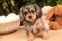 Havilah, a female Cavalier King Charles Spaniel and Miniature Bernedoodle for sale in Warsaw, IN – 9 of 10