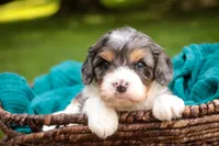 Jericho, a male Cavalier King Charles Spaniel and Miniature Bernedoodle for sale in Warsaw, IN – 7 of 7