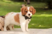 Caleb, a male Cavalier King Charles Spaniel and Miniature Bernedoodle for sale in Warsaw, IN – 2 of 9