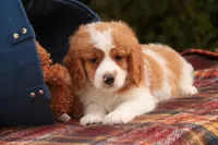 Joshua, a male Cavalier King Charles Spaniel and Miniature Bernedoodle for sale in Warsaw, IN – 7 of 10