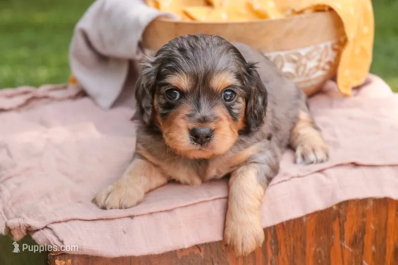 Shiloh – Cavalier King Charles Spaniel, Miniature Bernedoodle puppy for sale in Warsaw, IN