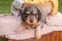 Shiloh, a male Cavalier King Charles Spaniel and Miniature Bernedoodle for sale in Warsaw, IN – 1 of 8