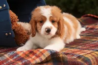 Joshua, a male Cavalier King Charles Spaniel and Miniature Bernedoodle for sale in Warsaw, IN – 6 of 10