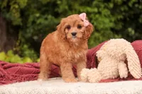 Eden, a female Cavalier King Charles Spaniel and Miniature Bernedoodle for sale in Warsaw, IN – 9 of 10