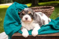 Jericho, a male Cavalier King Charles Spaniel and Miniature Bernedoodle for sale in Warsaw, IN – 4 of 7
