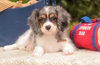 Jordan, a male Cavalier King Charles Spaniel and Miniature Bernedoodle for sale in Warsaw, IN – 5 of 10