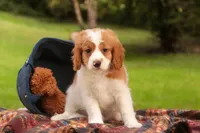 Joshua, a male Cavalier King Charles Spaniel and Miniature Bernedoodle for sale in Warsaw, IN – 4 of 10