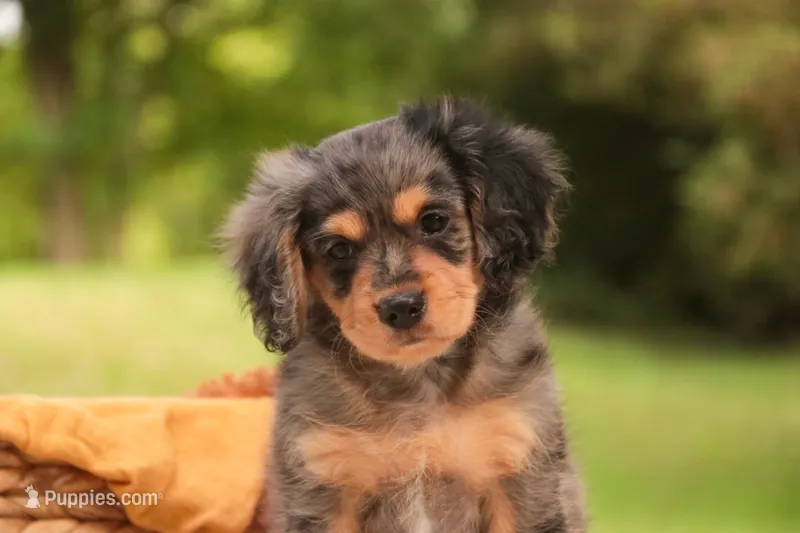 Shiloh – Cavalier King Charles Spaniel, Miniature Bernedoodle puppy for sale in Warsaw, IN