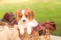 Caleb, a male Cavalier King Charles Spaniel and Miniature Bernedoodle for sale in Warsaw, IN – 7 of 9