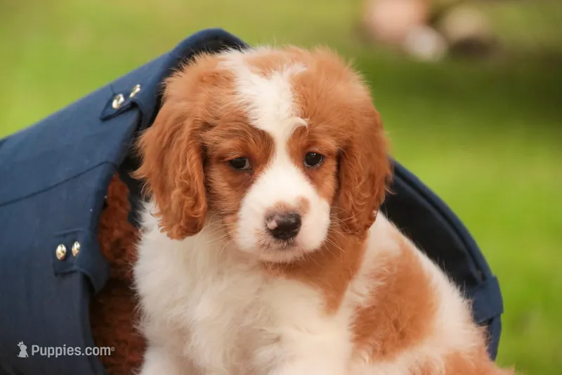 Joshua – Cavalier King Charles Spaniel, Miniature Bernedoodle puppy for sale in Warsaw, IN