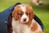 Joshua, a male Cavalier King Charles Spaniel and Miniature Bernedoodle for sale in Warsaw, IN – 1 of 10