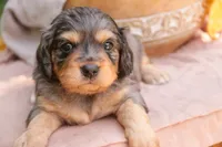 Shiloh, a male Cavalier King Charles Spaniel and Miniature Bernedoodle for sale in Warsaw, IN – 3 of 8