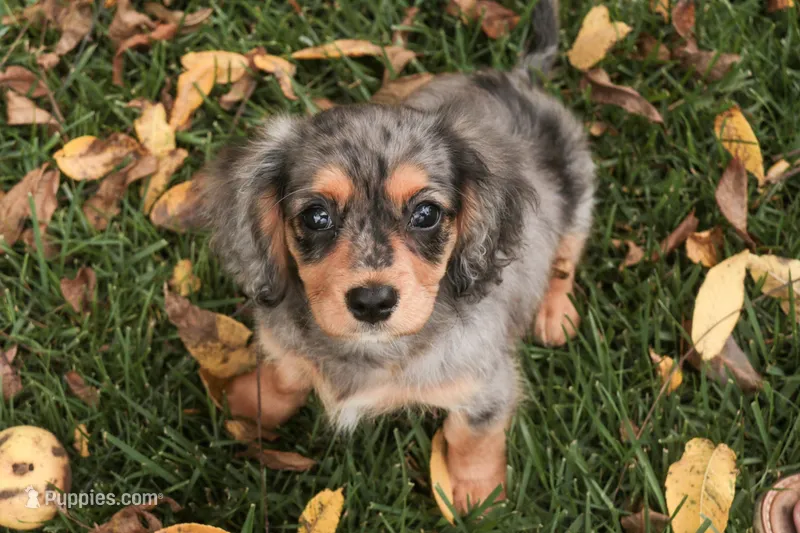 Havilah – Cavalier King Charles Spaniel, Miniature Bernedoodle puppy for sale in Warsaw, IN