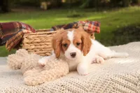Caleb, a male Cavalier King Charles Spaniel and Miniature Bernedoodle for sale in Warsaw, IN – 9 of 9