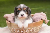 Jordan, a male Cavalier King Charles Spaniel and Miniature Bernedoodle for sale in Warsaw, IN – 3 of 7
