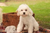 Smurf, a male Cavalier King Charles Spaniel and Miniature Bernedoodle for sale in Warsaw, IN – 2 of 10