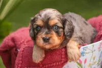 Havilah, a female Cavalier King Charles Spaniel and Miniature Bernedoodle for sale in Warsaw, IN – 5 of 7