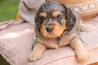 Shiloh, a male Cavalier King Charles Spaniel and Miniature Bernedoodle for sale in Warsaw, IN – 5 of 8