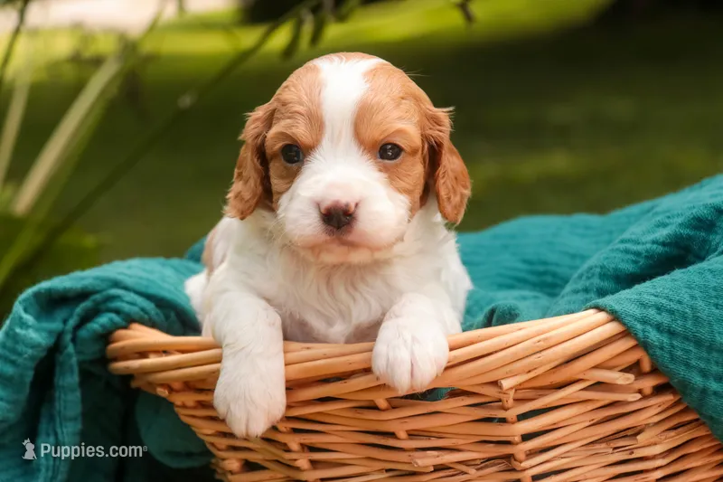 Caleb – Cavalier King Charles Spaniel, Miniature Bernedoodle puppy for sale in Warsaw, IN