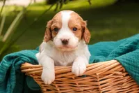 Caleb, a male Cavalier King Charles Spaniel and Miniature Bernedoodle for sale in Warsaw, IN – 1 of 7